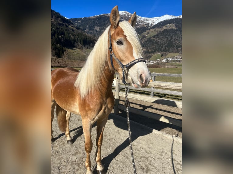 Hafliger Klacz 3 lat 153 cm in St.Leonhard in Passeier