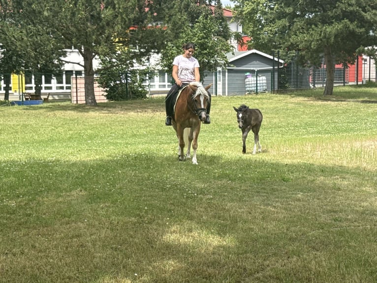 Hafliger Klacz 4 lat 140 cm  in Freyburg