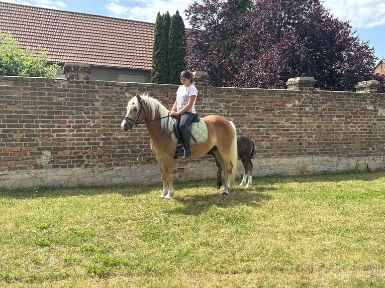 Hafliger Klacz 4 lat 140 cm  in Freyburg