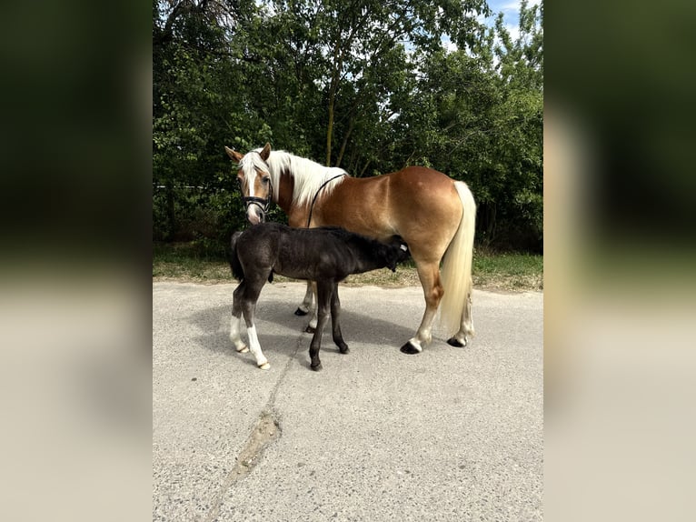 Hafliger Klacz 4 lat 140 cm  in Freyburg