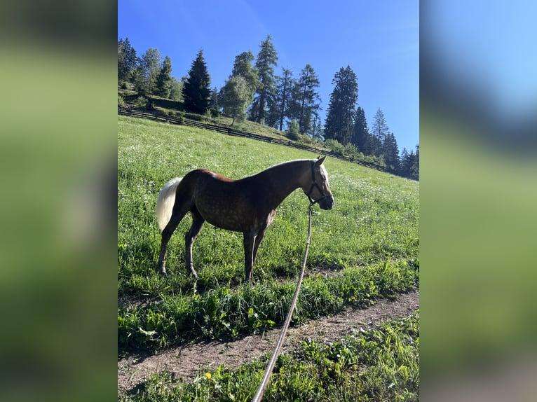 Hafliger Klacz 4 lat 145 cm Ciemnokasztanowata in Bozen