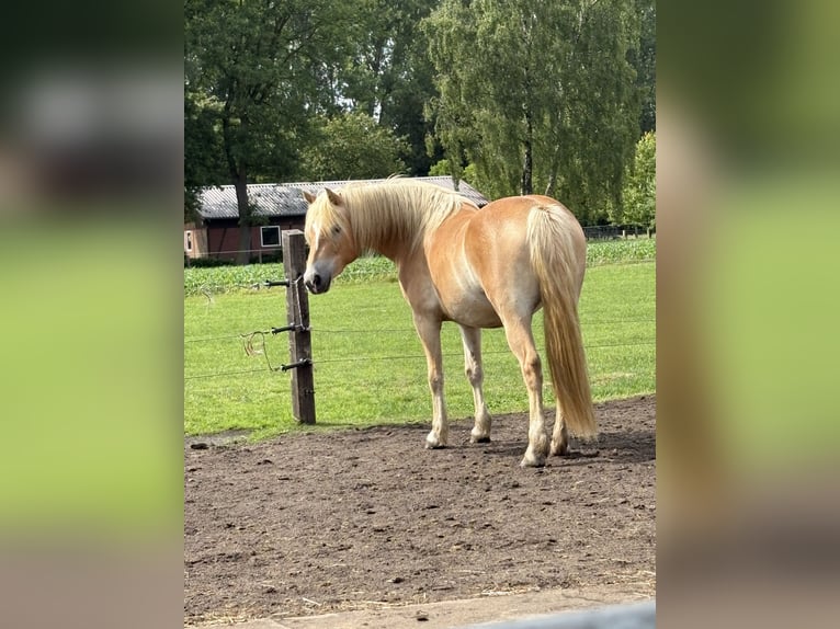 Hafliger Klacz 4 lat 145 cm Kasztanowata in Stadtlohn