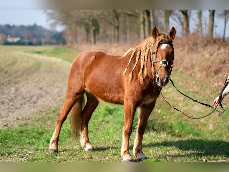 Hafliger Mix Klacz 4 lat 145 cm Kasztanowata in Nettetal