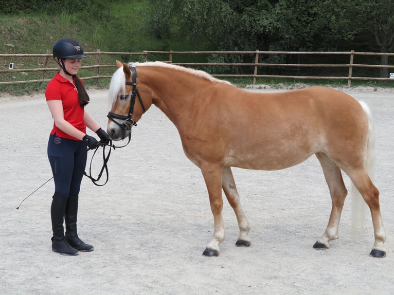 Hafliger Klacz 4 lat 145 cm Kasztanowata in Bad St. Leonhard