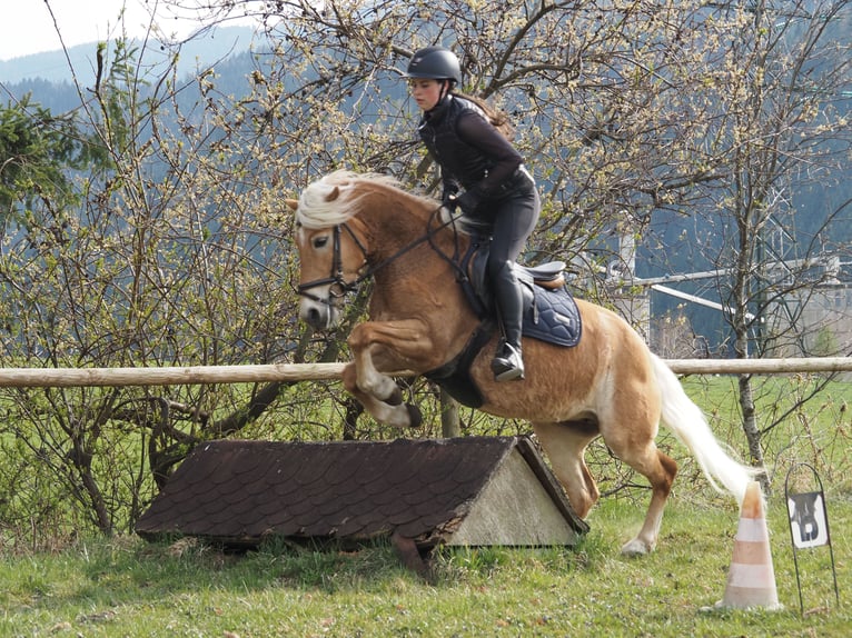 Hafliger Klacz 4 lat 145 cm Kasztanowata in Bad St. Leonhard