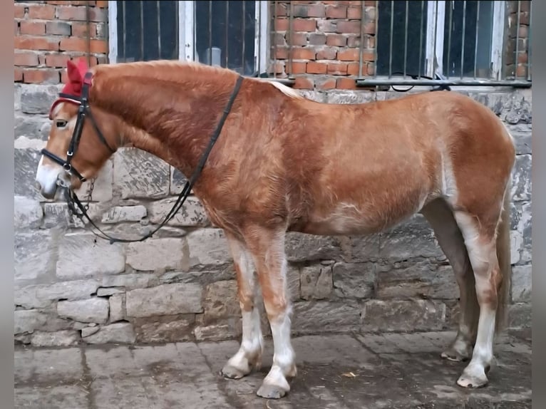 Hafliger Klacz 4 lat 145 cm in Cr&#xF6;lpa-L&#xF6;bsch&#xFC;tz