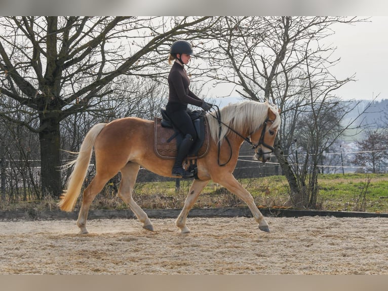 Hafliger Klacz 4 lat 146 cm  in Waldkraiburg