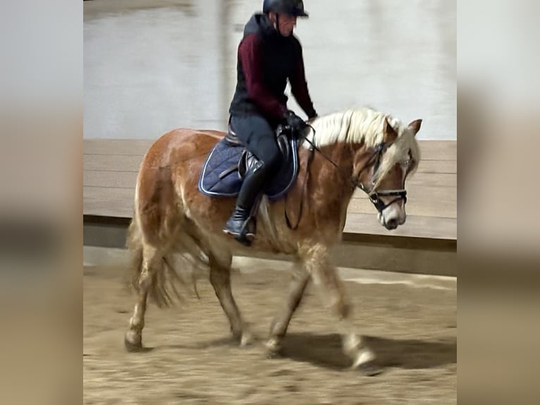 Hafliger Klacz 4 lat 146 cm  in Hainsfarth