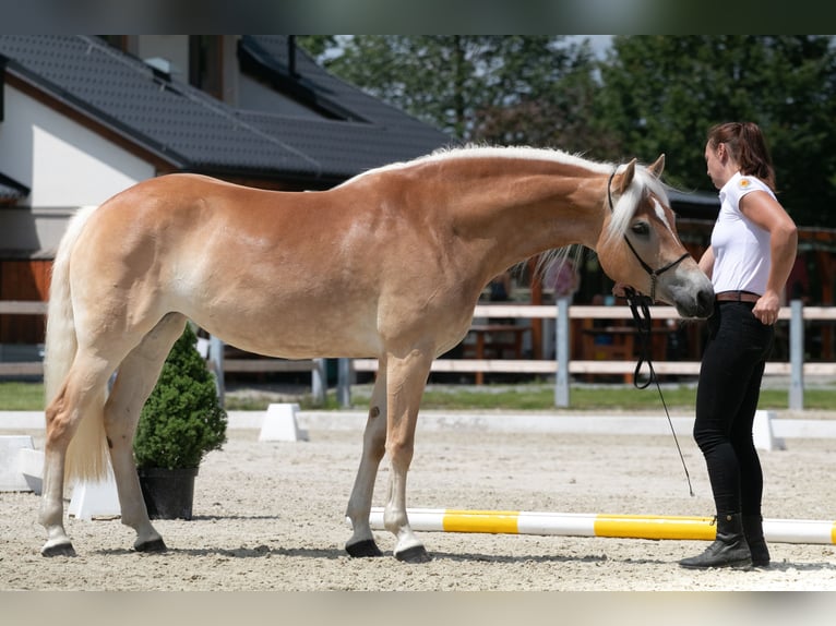 Hafliger Klacz 4 lat 147 cm Ciemnokasztanowata in Tuhan