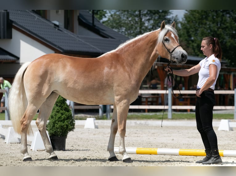 Hafliger Klacz 4 lat 147 cm Ciemnokasztanowata in Tuhan