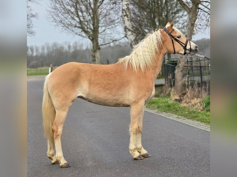 Hafliger Klacz 4 lat 148 cm Izabelowata in Someren