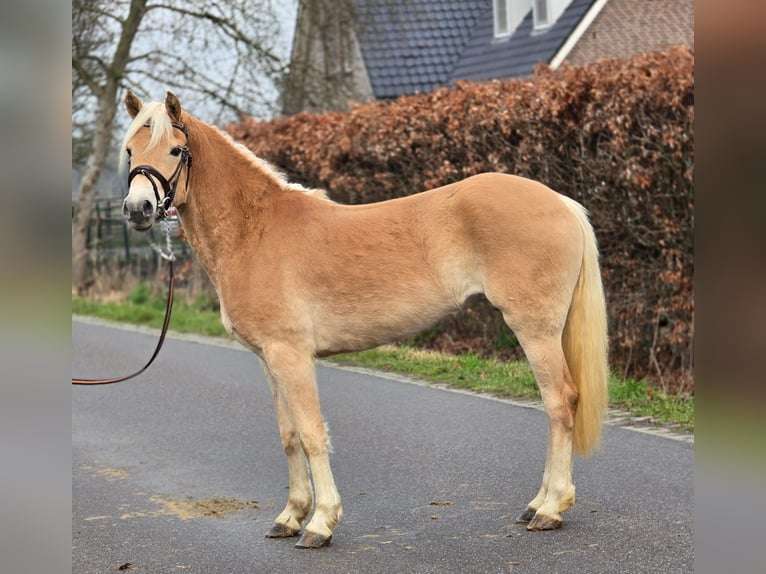 Hafliger Klacz 4 lat 148 cm Izabelowata in Someren