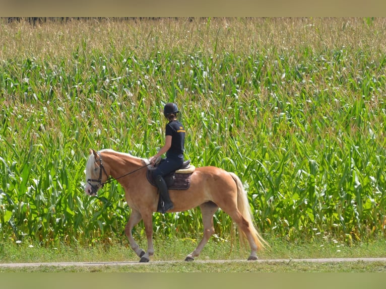 Hafliger Klacz 4 lat 148 cm Kasztanowata in Iggingen