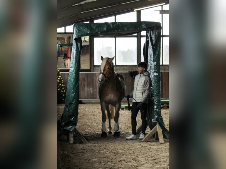 Hafliger Klacz 4 lat 148 cm Kasztanowata in Mettmann