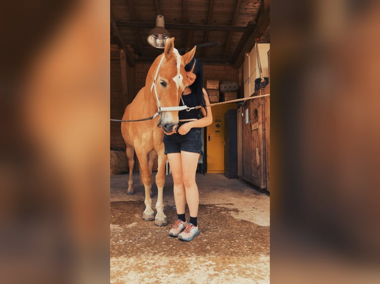 Hafliger Klacz 4 lat 149 cm Jasnogniada in VoldersVolders