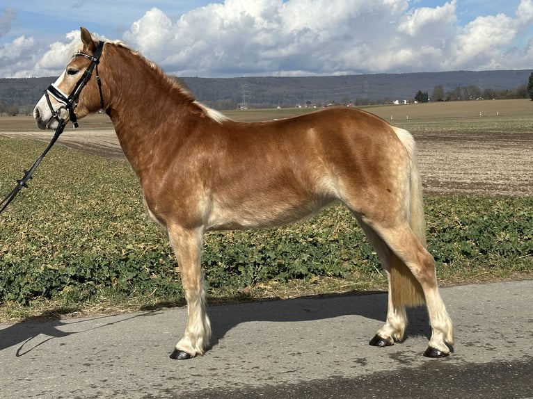 Hafliger Klacz 4 lat 149 cm Kasztanowata in Riedlingen