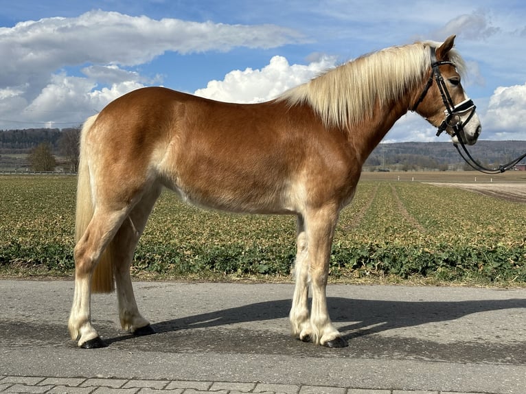 Hafliger Klacz 4 lat 149 cm Kasztanowata in Riedlingen