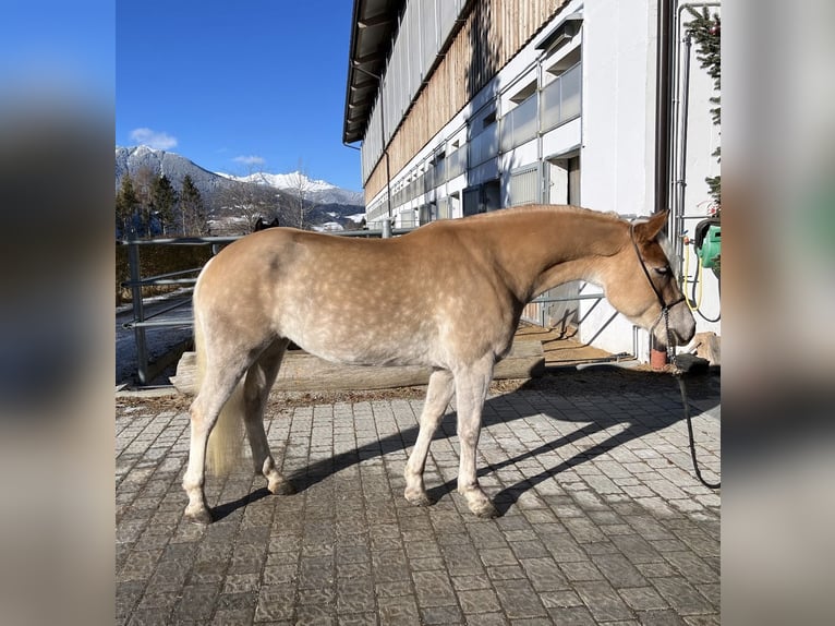 Hafliger Klacz 4 lat 149 cm in Brixen