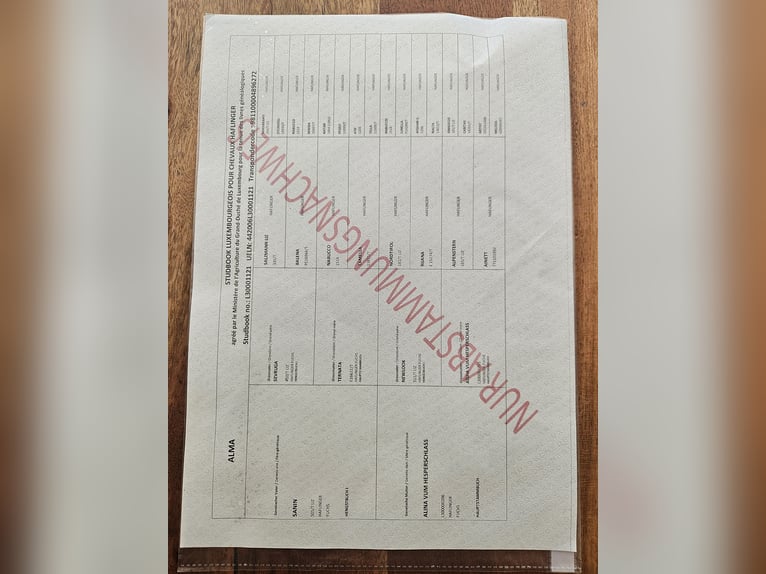 Hafliger Klacz 4 lat 150 cm Kasztanowata in Simmerath