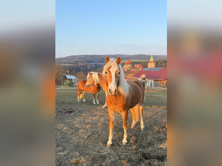 Hafliger Klacz 4 lat 150 cm Kasztanowata in Stadtschlaining