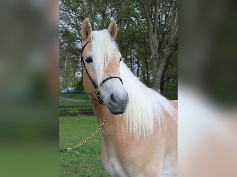 Hafliger Klacz 4 lat 150 cm in Arcen