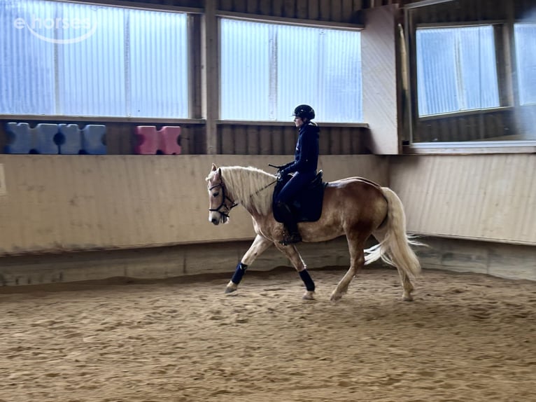 Hafliger Klacz 4 lat 150 cm  in Pfronstetten