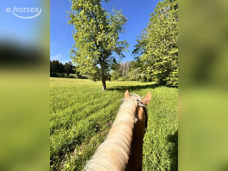 Hafliger Klacz 4 lat 150 cm  in Pfronstetten