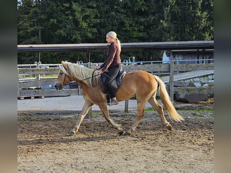 Hafliger Klacz 4 lat 150 cm Szampańska in Achenkirch