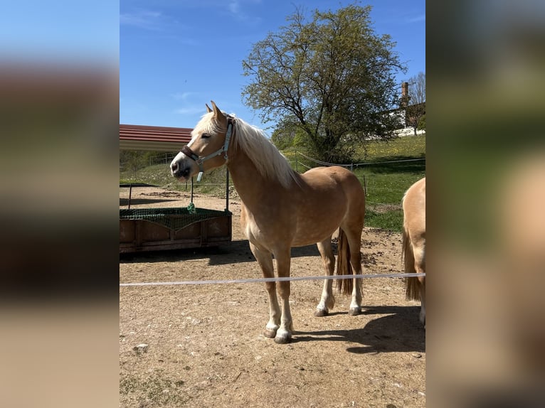 Hafliger Klacz 4 lat 151 cm Kasztanowata in Dachrieden