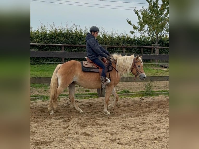 Hafliger Klacz 4 lat 151 cm Kasztanowata in Daleiden