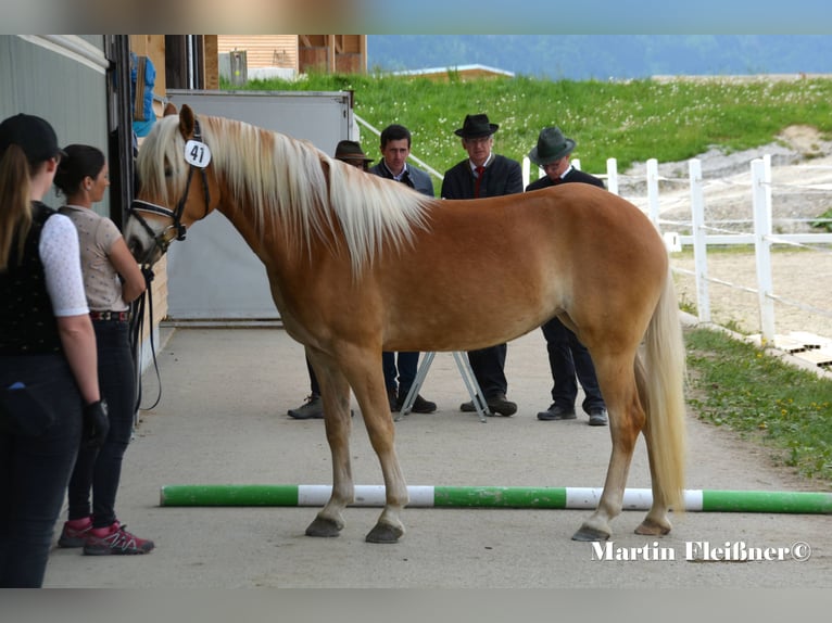 Hafliger Klacz 4 lat 151 cm in Waben