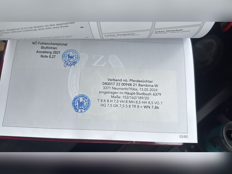 Hafliger Klacz 4 lat 152 cm Bułana in Hausmening
