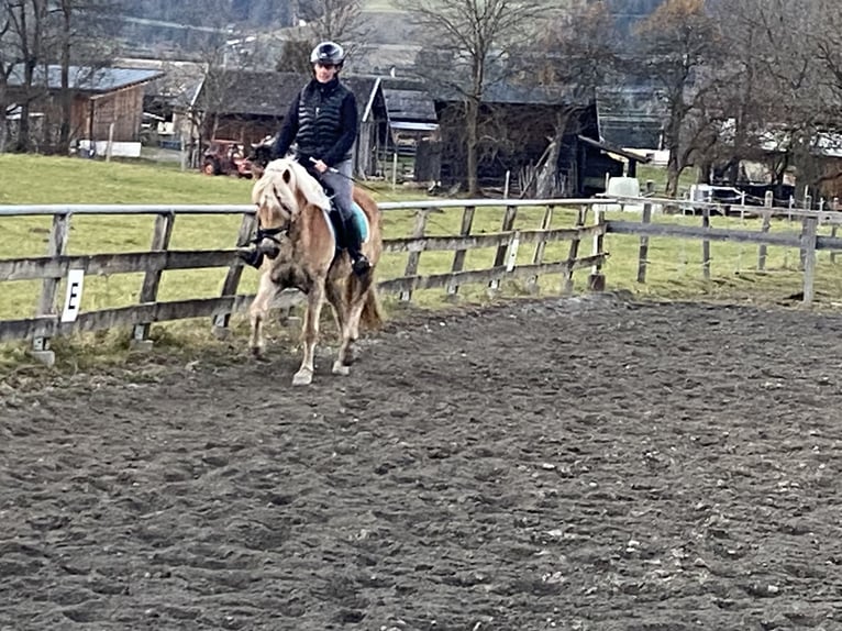 Hafliger Klacz 4 lat 152 cm Kasztanowata in Kötschach