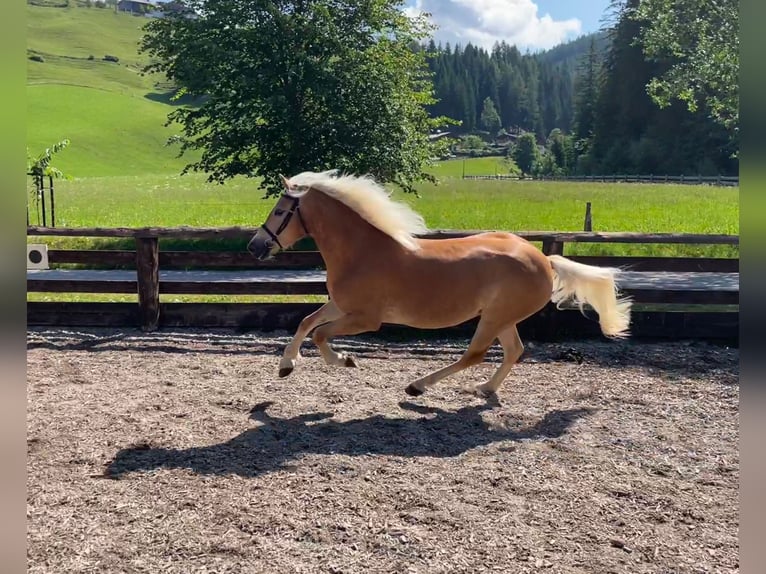 Hafliger Klacz 4 lat 152 cm in Filzmoos