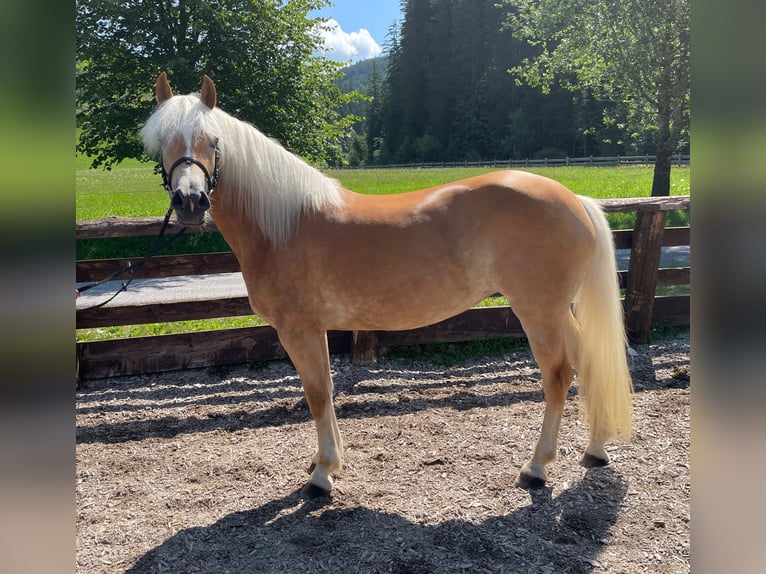 Hafliger Klacz 4 lat 152 cm in Filzmoos