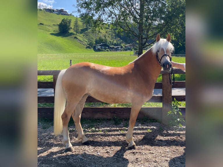 Hafliger Klacz 4 lat 152 cm in Filzmoos