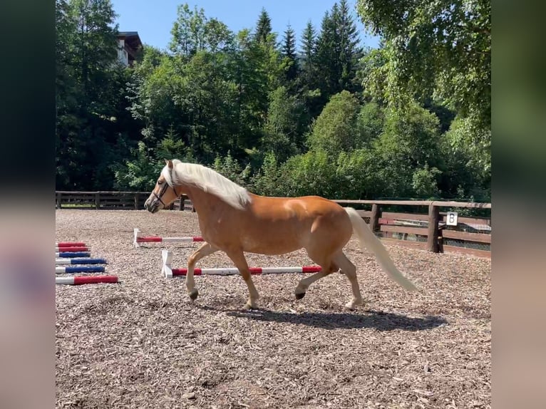 Hafliger Klacz 4 lat 152 cm in Filzmoos