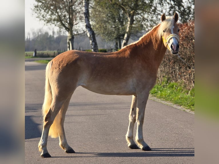 Hafliger Klacz 4 lat 153 cm Izabelowata in Someren