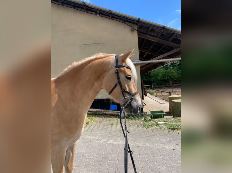 Hafliger Klacz 4 lat 155 cm Cremello in Niederstaufenbach