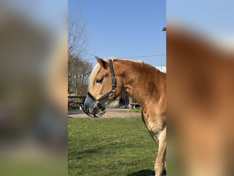 Hafliger Klacz 4 lat 156 cm Kasztanowata in Drensteinfurt