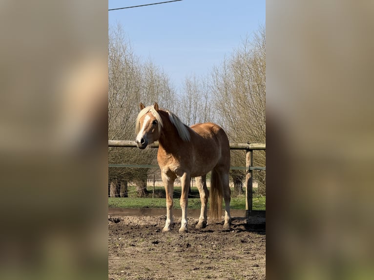 Hafliger Klacz 4 lat 156 cm Kasztanowata in Drensteinfurt