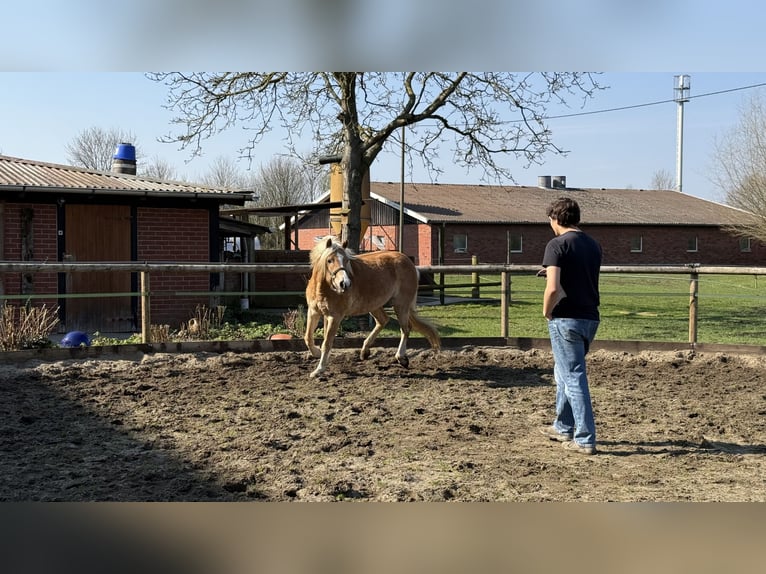 Hafliger Klacz 4 lat 156 cm Kasztanowata in Drensteinfurt