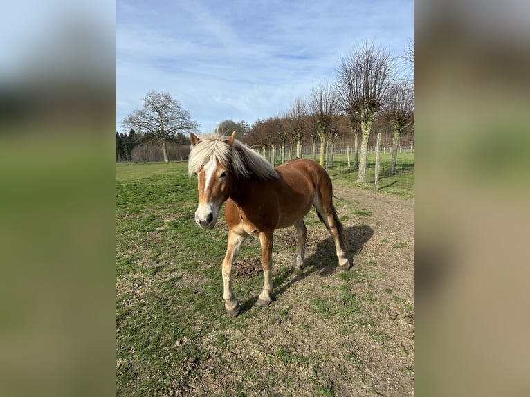 Hafliger Klacz 4 lat 160 cm Gniada in Sijsele
