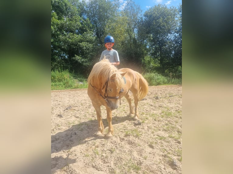 Hafliger Klacz 5 lat 138 cm Izabelowata in Penilla, La De Cayon