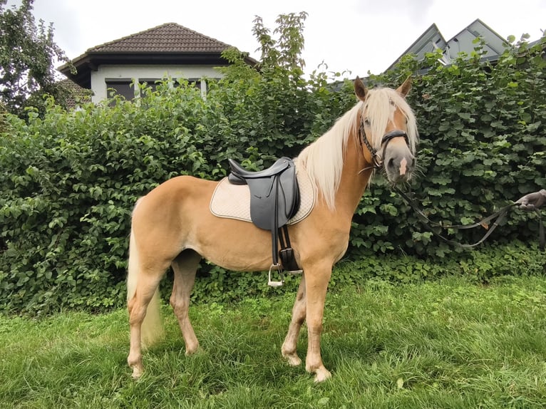 Hafliger Klacz 5 lat 144 cm  in Frankenberg (Eder)