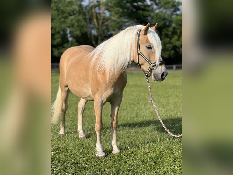 Hafliger Klacz 5 lat 145 cm Kasztanowata in Groß Twülpstedt