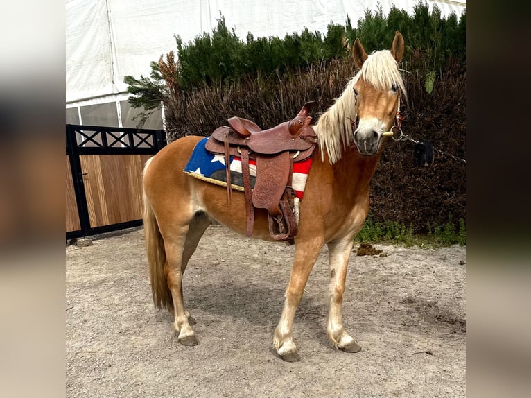 Hafliger Klacz 5 lat 147 cm Kasztanowata in Bornem