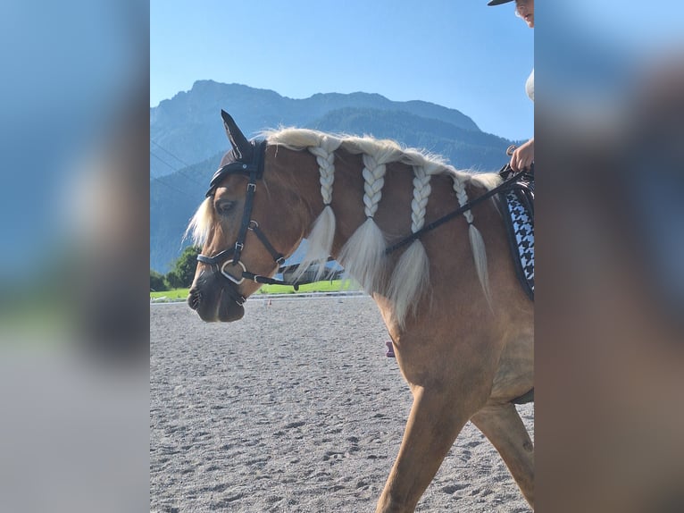Hafliger Klacz 5 lat 148 cm Kasztanowata in Saalfelden