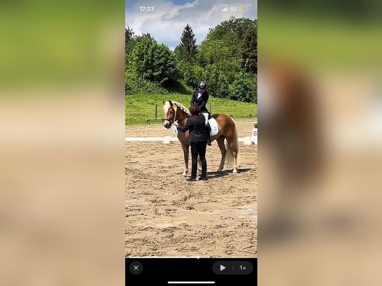 Hafliger Klacz 5 lat 148 cm Kasztanowata in Saalfelden