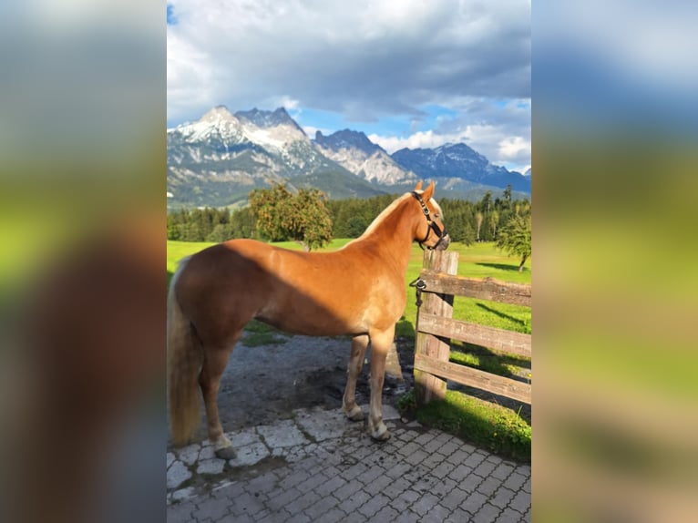 Hafliger Klacz 5 lat 148 cm Kasztanowata in Saalfelden